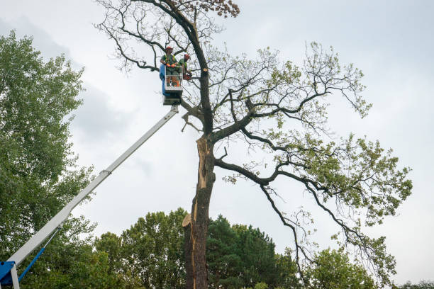 Seasonal Cleanup in Centreville, AL