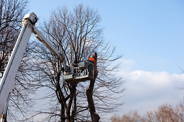 Best Tree Preservation Services  in Centreville, AL